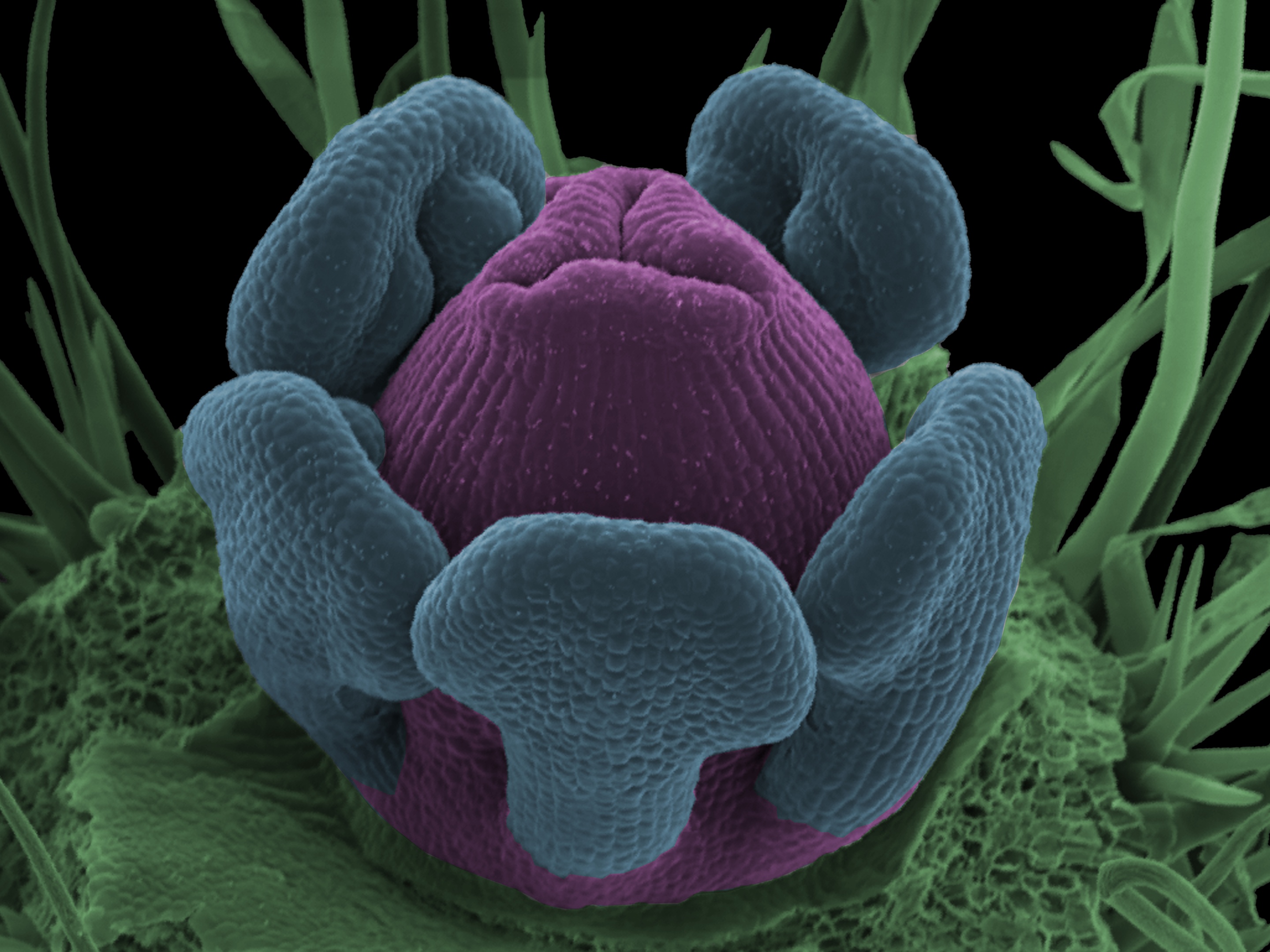 5 Stamens: 1 Pistil