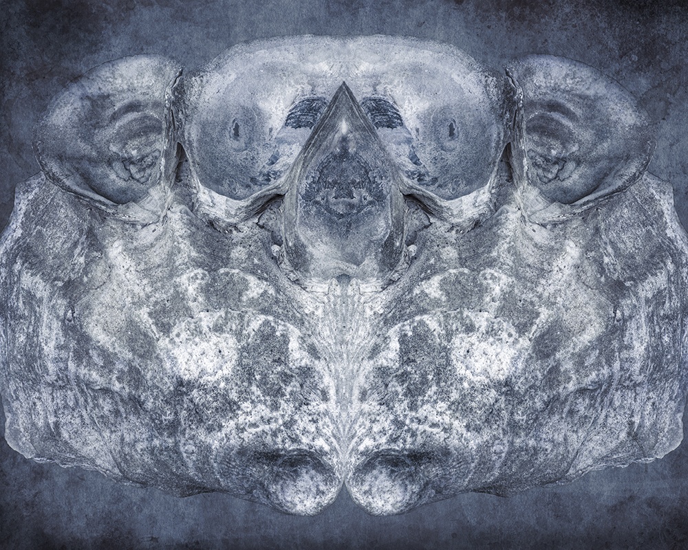 3 Oyster Abstract