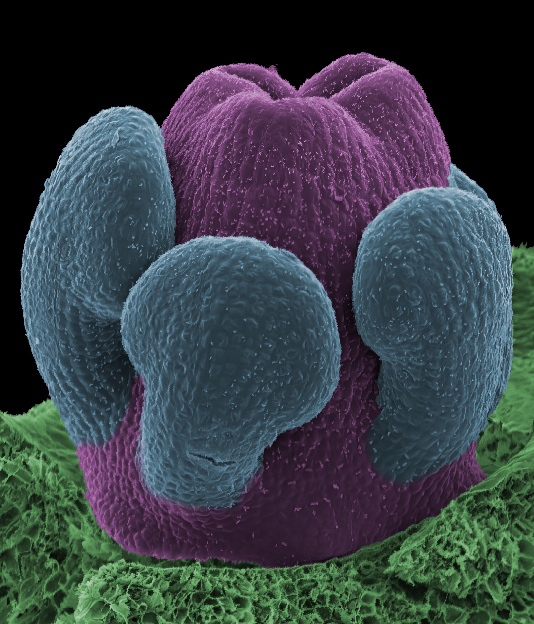 Early Cleistogamus Development